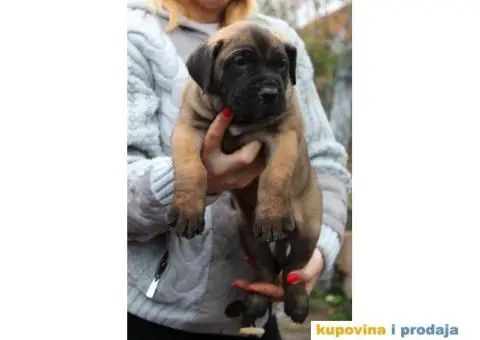 Stenci PRESA CANARIO - sampionskog porekla - 8/10