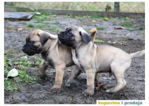 Stenci PRESA CANARIO - sampionskog porekla - 9/10