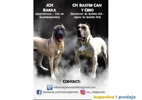 Stenci PRESA CANARIO - sampionskog porekla - 10/10