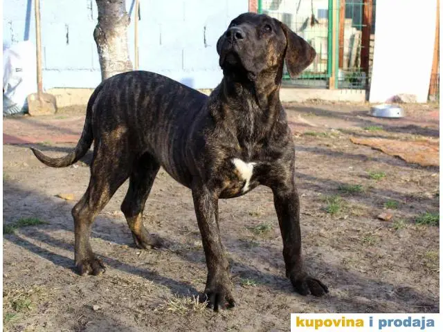 PRESA CANARIO - prvobirana zenkica - 1