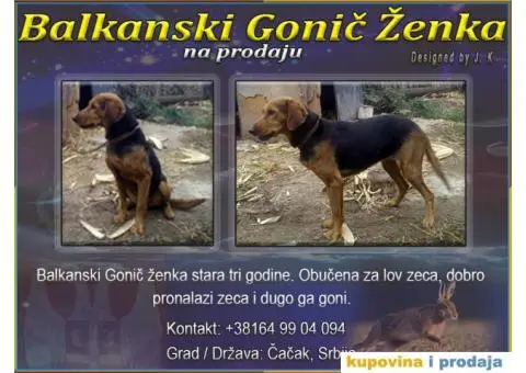 Balkanski Gonič - 1/3