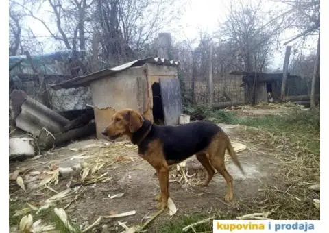 Balkanski Gonič - 2/3