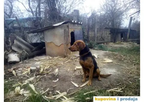 Balkanski Gonič - 3/3