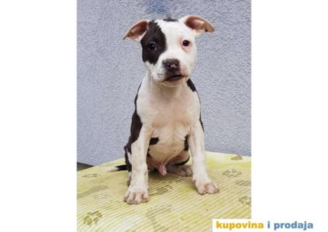 Americki staford stenci - 1/4