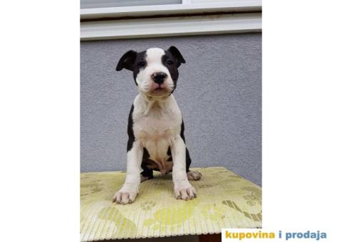 Americki staford stenci - 2/4