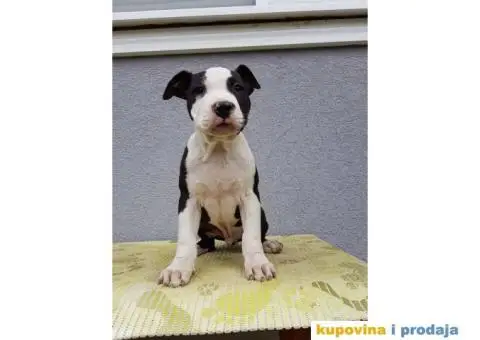 Americki staford stenci - 2/4