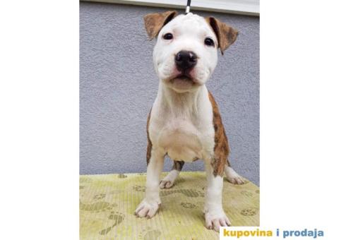 Americki staford stenci - 4/4