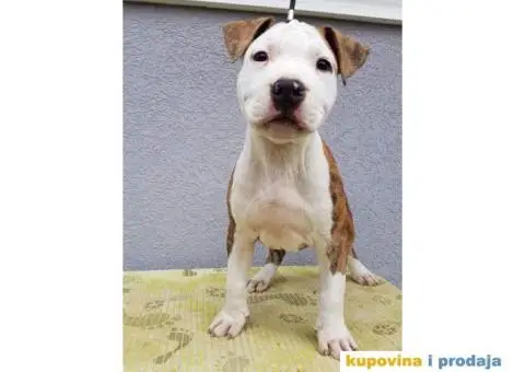 Americki staford stenci - 4/4