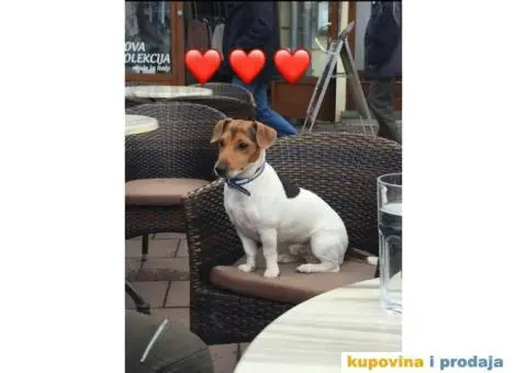 DZEK RASEL TERIJER - muzjak za parenje - 1/5