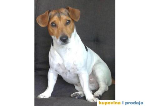 DZEK RASEL TERIJER - muzjak za parenje - 2/5