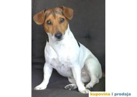 DZEK RASEL TERIJER - muzjak za parenje - 2/5