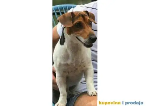 DZEK RASEL TERIJER - muzjak za parenje - 3/5