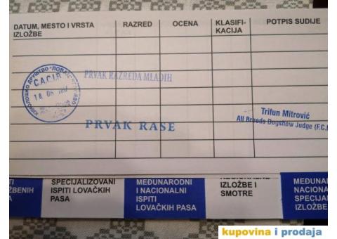 DZEK RASEL TERIJER - muzjak za parenje - 4/5