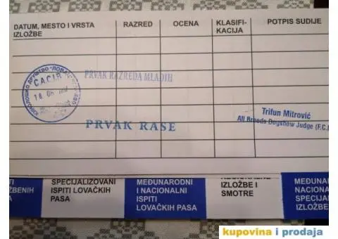 DZEK RASEL TERIJER - muzjak za parenje - 4/5