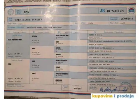 DZEK RASEL TERIJER - muzjak za parenje - 5/5