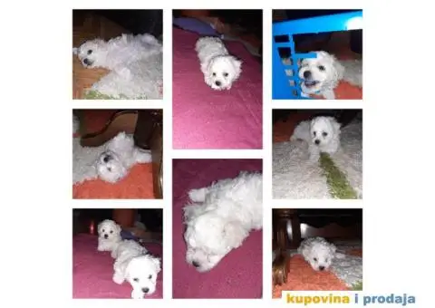 Prodajem stence kovrdzavog Bisona