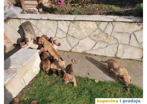 Stenci TOŠA INU /veliki japanski pas