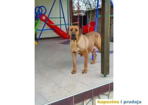 Stenci TOŠA INU /veliki japanski pas - 2/2