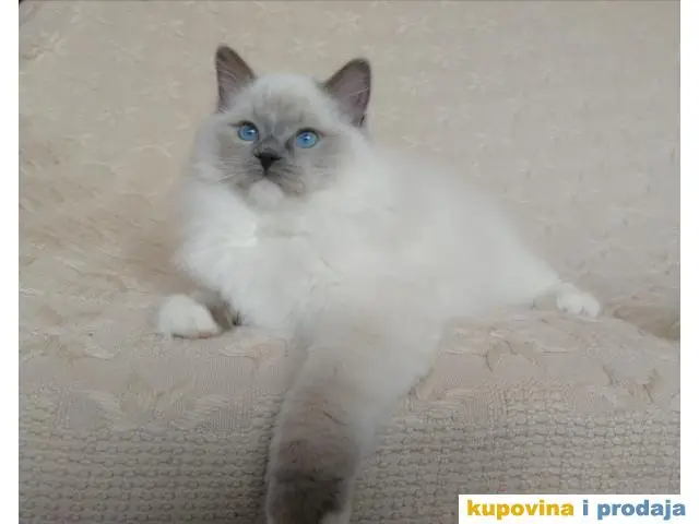 Ragdoll mačići - 1