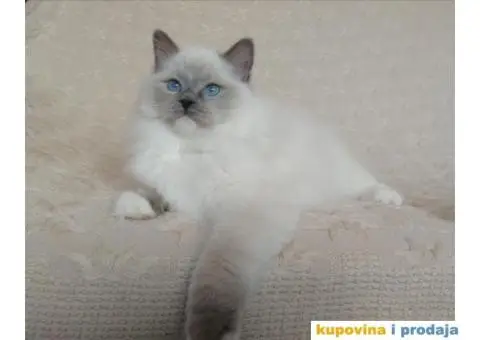 Ragdoll mačići - 1/3