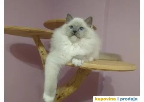 Ragdoll mačići - 2/3