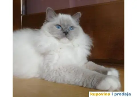 Ragdoll mačići - 3/3