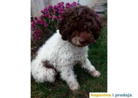 Musko stene LAGOTO ROMANJOLO - 1/5