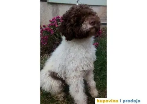 Musko stene LAGOTO ROMANJOLO - 2/5