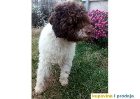 Musko stene LAGOTO ROMANJOLO - 3/5