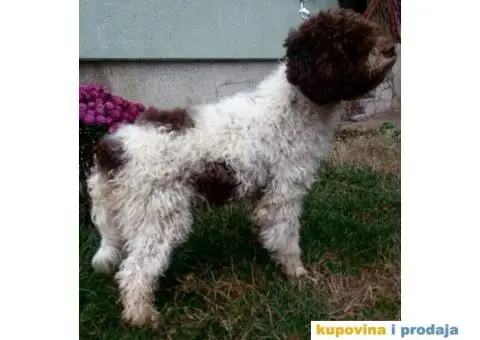 Musko stene LAGOTO ROMANJOLO - 4/5