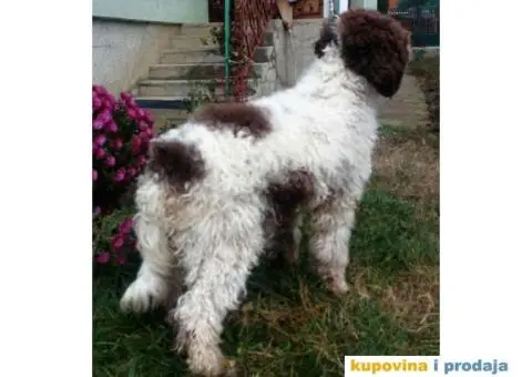 Musko stene LAGOTO ROMANJOLO - 5/5