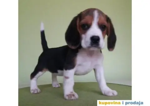 BIGL (Snupi) trobojna stenad - 1/5