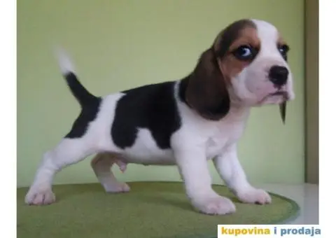 BIGL (Snupi) trobojna stenad - 2/5