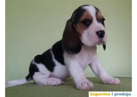 BIGL (Snupi) trobojna stenad - 3/5