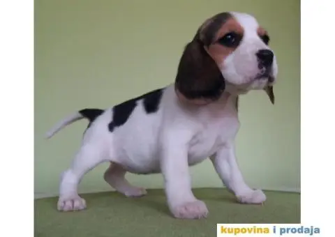 BIGL (Snupi) trobojna stenad - 4/5