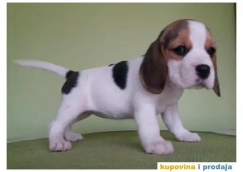 BIGL (Snupi) trobojna stenad - 5/5