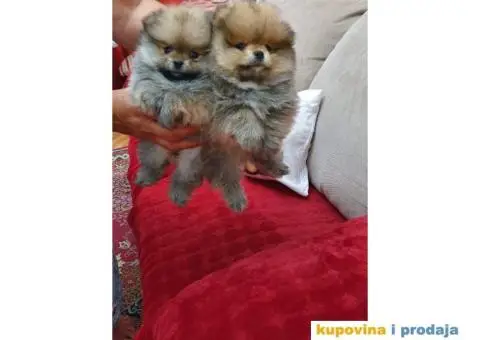 Preslatke mede pomeranca BOO - 1/3