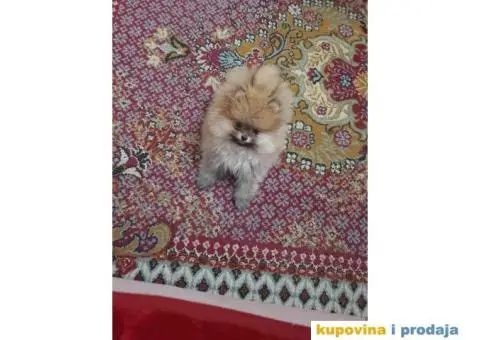 Preslatke mede pomeranca BOO - 2/3