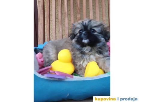 Prelepi stenci PEKINEZERA - 1/5