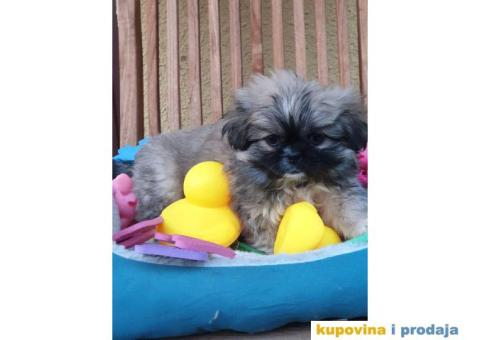 Prelepi stenci PEKINEZERA - 2/5