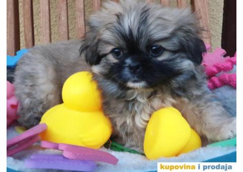 Prelepi stenci PEKINEZERA - 3/5