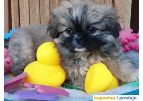 Prelepi stenci PEKINEZERA - 3/5