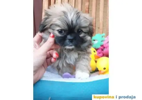 Prelepi stenci PEKINEZERA - 4/5