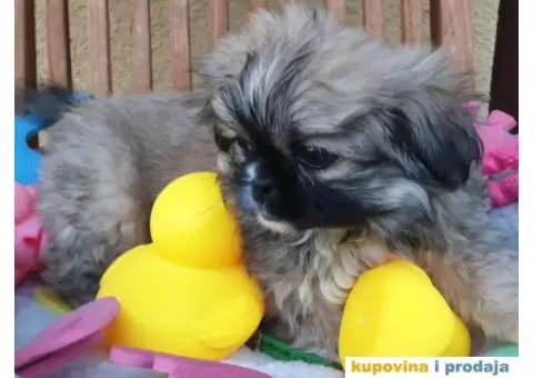 Prelepi stenci PEKINEZERA - 5/5