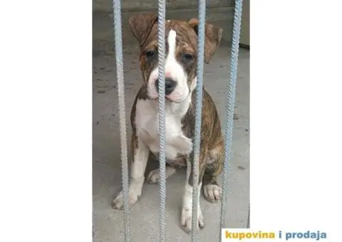 Americki staford stenci - 1/7