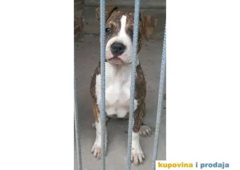 Americki staford stenci - 2/7