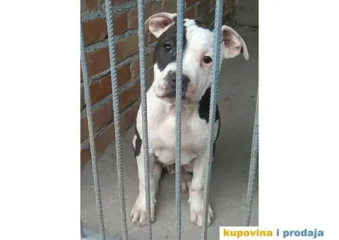 Americki staford stenci - 3/7