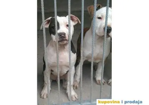 Americki staford stenci - 4/7