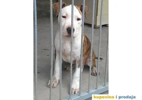 Americki staford stenci - 5/7