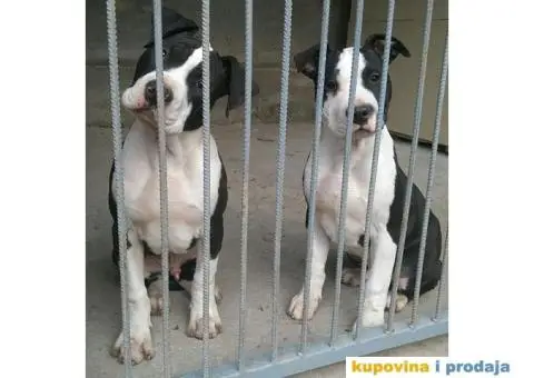 Americki staford stenci - 6/7